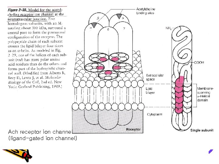 Ach receptor ion channel (ligand-gated ion channel) 