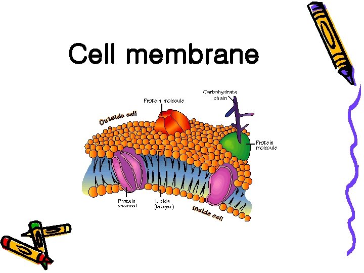 Cell membrane 
