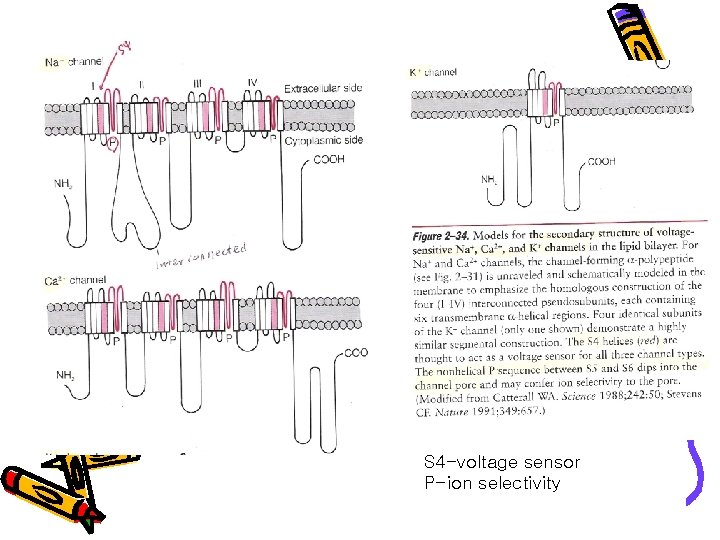S 4 -voltage sensor P-ion selectivity 