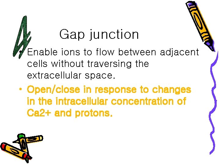 Gap junction • Enable ions to flow between adjacent cells without traversing the extracellular