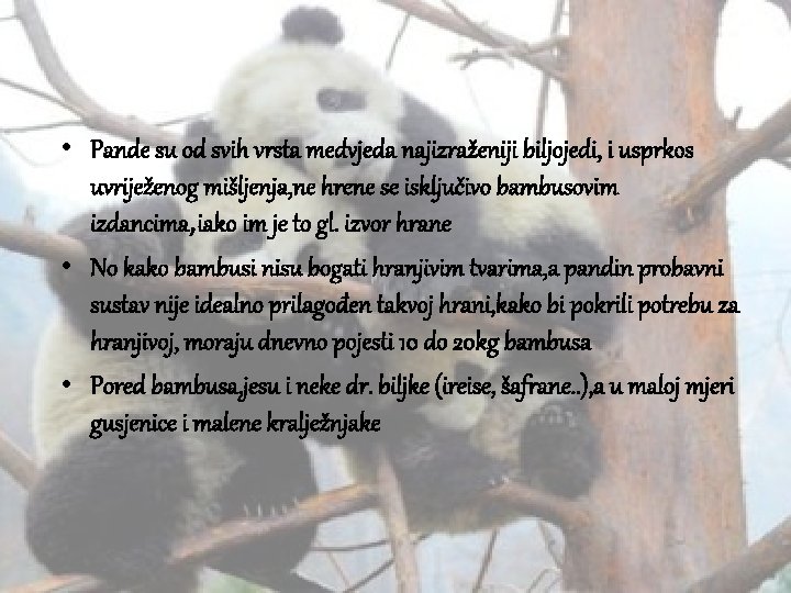  • Pande su od svih vrsta medvjeda najizraženiji biljojedi, i usprkos uvriježenog mišljenja,