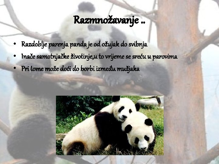 Razmnožavanje. . • Razdoblje parenja panda je od ožujak do svibnja • Inače samotnjačke