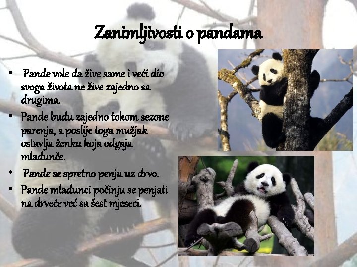 Zanimljivosti o pandama • Pande vole da žive same i veći dio svoga života