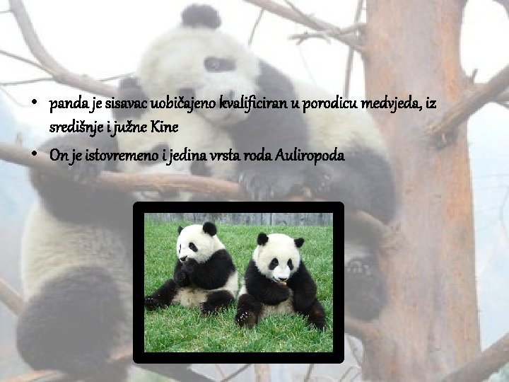  • panda je sisavac uobičajeno kvalificiran u porodicu medvjeda, iz središnje i južne