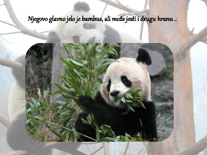 Njegovo glavno jelo je bambus, ali može jesti i drugu hranu. . 