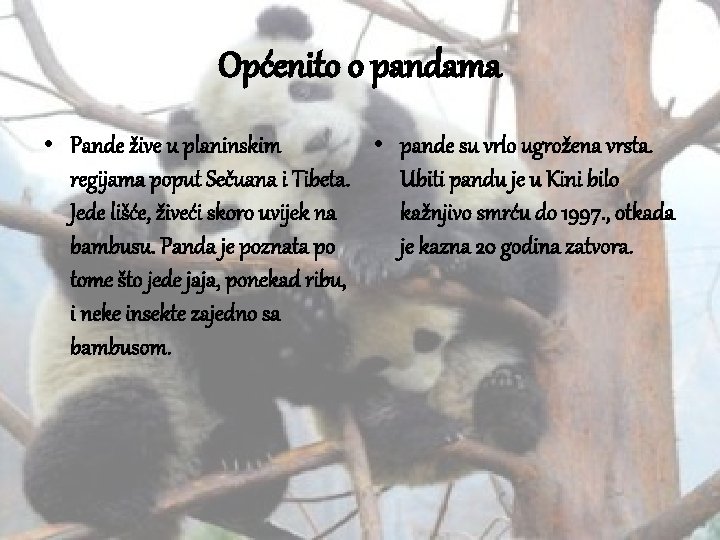 Općenito o pandama • Pande žive u planinskim • pande su vrlo ugrožena vrsta.