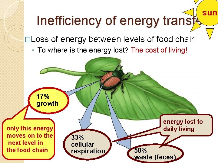 sun Inefficiency of energy transfer �Loss of energy between levels of food chain ◦