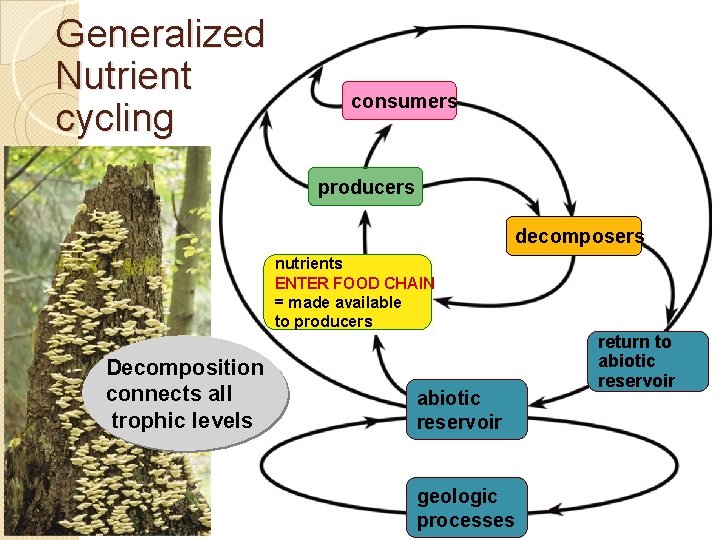 Generalized Nutrient cycling consumers producers consumers decomposers nutrients ENTER FOOD CHAIN made available =