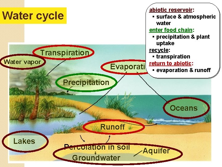 abiotic reservoir: § surface & atmospheric water enter food chain: § precipitation & plant
