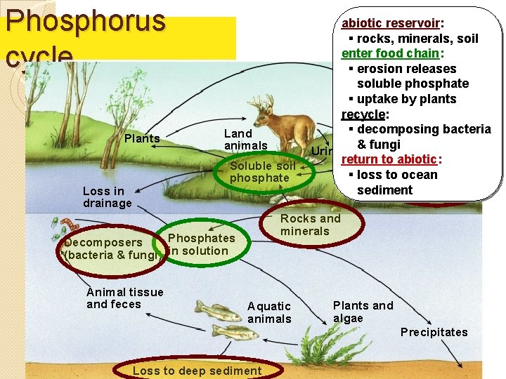 Phosphorus cycle Plants Land animals Soluble soil phosphate Loss in drainage abiotic reservoir: §