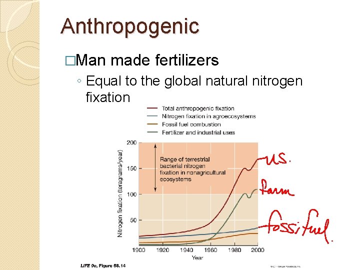 Anthropogenic �Man made fertilizers ◦ Equal to the global natural nitrogen fixation 