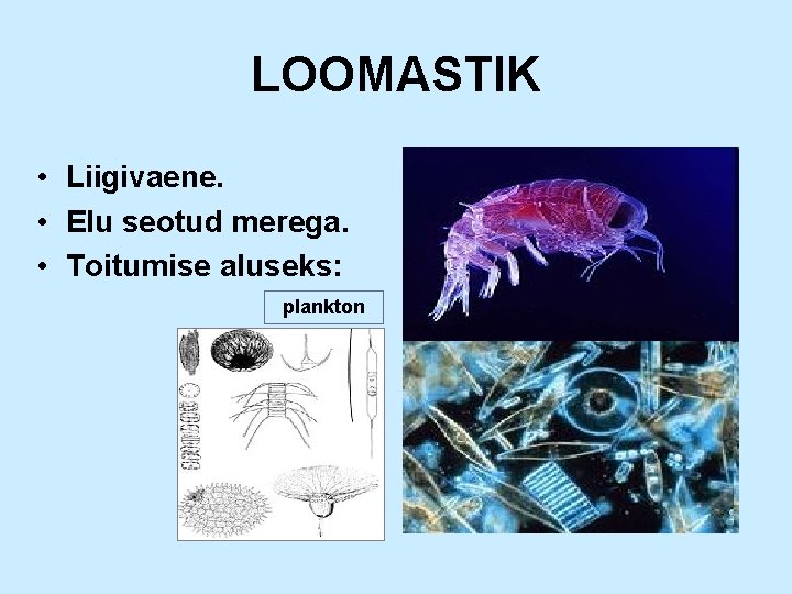 LOOMASTIK • Liigivaene. • Elu seotud merega. • Toitumise aluseks: plankton 