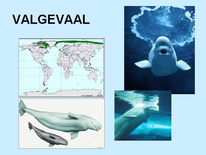 VALGEVAAL 