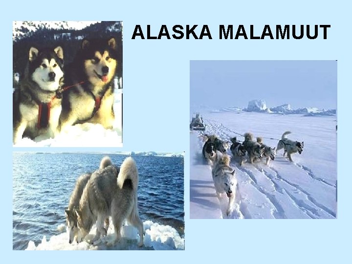 ALASKA MALAMUUT 