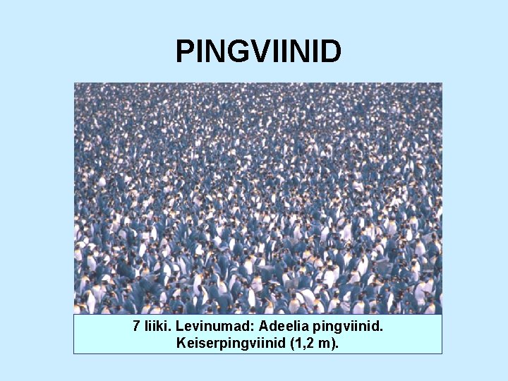 PINGVIINID 7 liiki. Levinumad: Adeelia pingviinid. Keiserpingviinid (1, 2 m). 