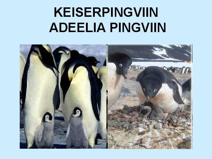 KEISERPINGVIIN ADEELIA PINGVIIN 