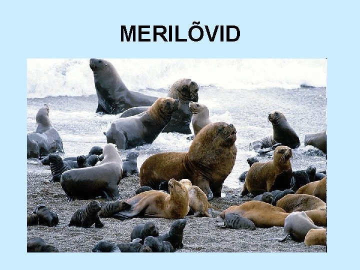 MERILÕVID 