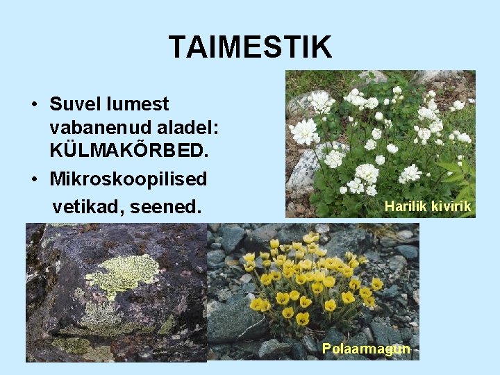 TAIMESTIK • Suvel lumest vabanenud aladel: KÜLMAKÕRBED. • Mikroskoopilised vetikad, seened. Harilik kivirik Polaarmagun