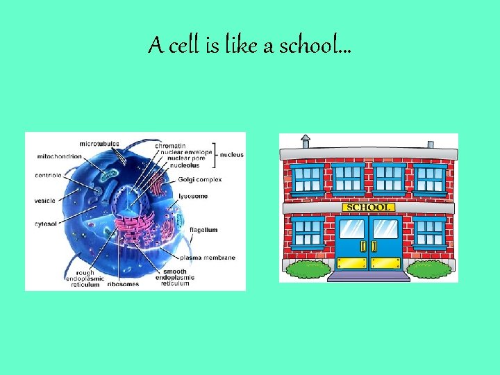 A cell is like a school… 