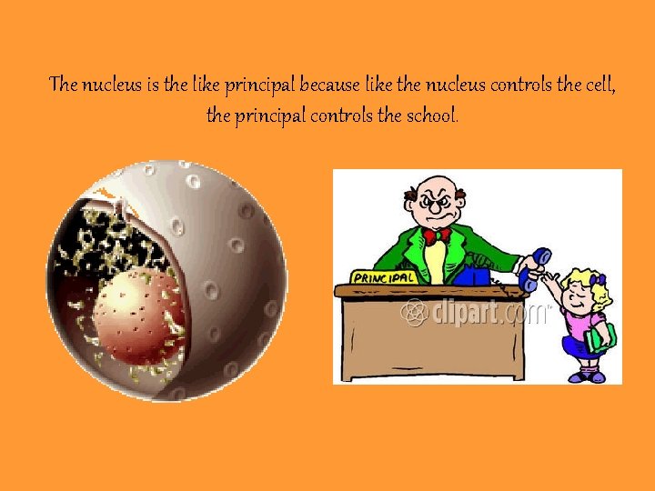 The nucleus is the like principal because like the nucleus controls the cell, the