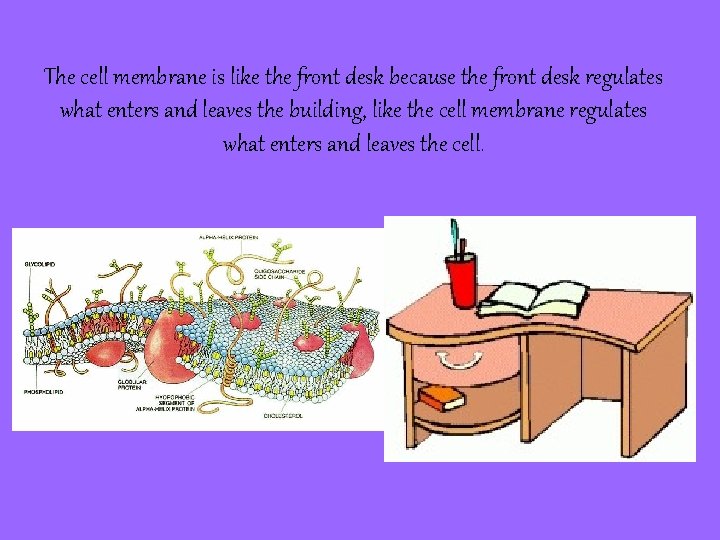 The cell membrane is like the front desk because the front desk regulates what