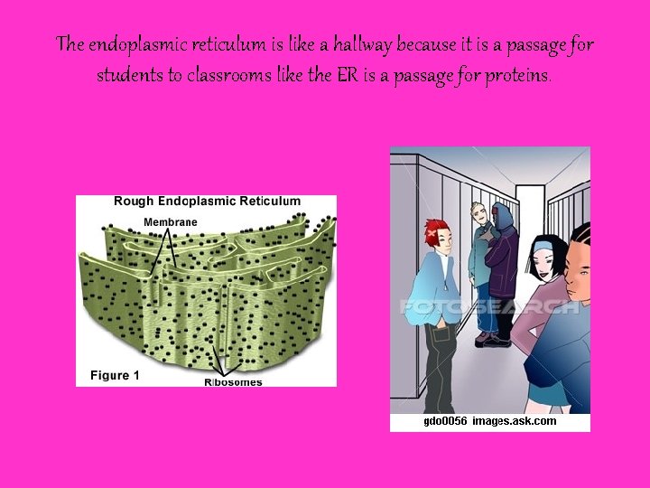 The endoplasmic reticulum is like a hallway because it is a passage for students