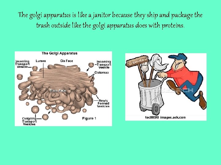 The golgi apparatus is like a janitor because they ship and package the trash