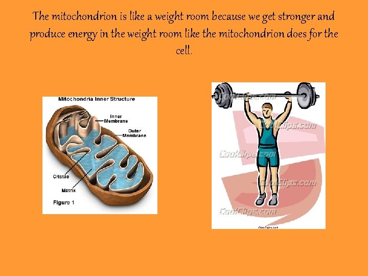 The mitochondrion is like a weight room because we get stronger and produce energy