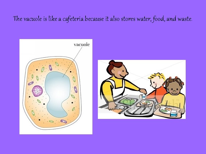 The vacuole is like a cafeteria because it also stores water, food, and waste.