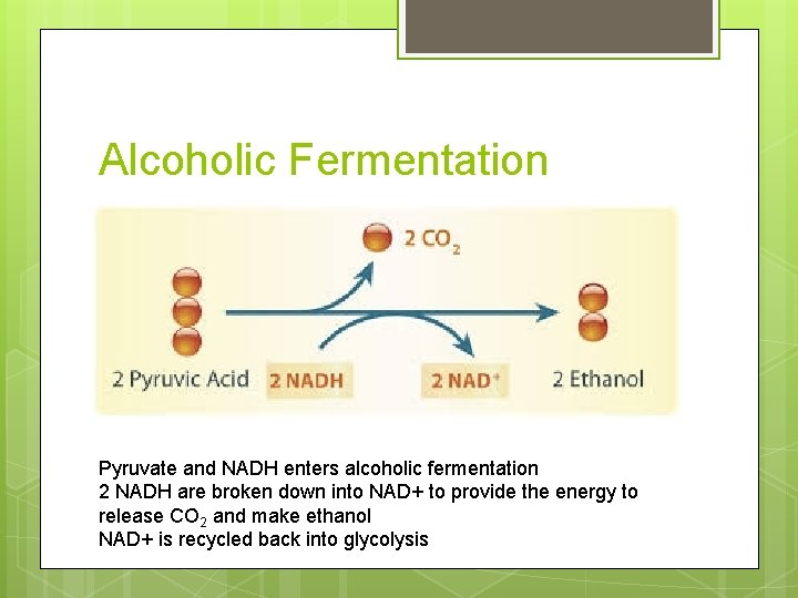 Alcoholic Fermentation Pyruvate and NADH enters alcoholic fermentation 2 NADH are broken down into