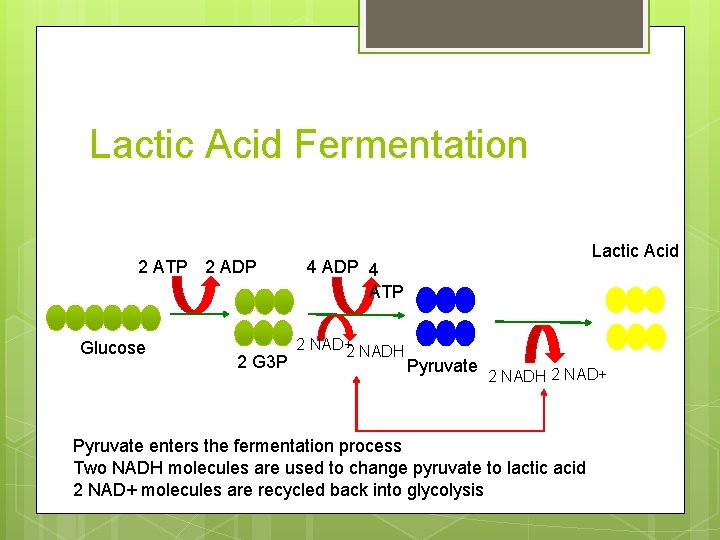 Lactic Acid Fermentation 2 ATP 2 ADP Glucose 2 G 3 P Lactic Acid