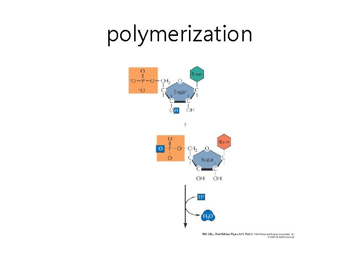 polymerization 