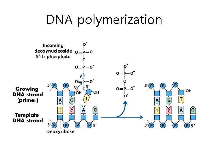 DNA polymerization 