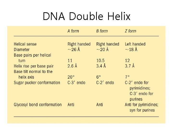 DNA Double Helix 