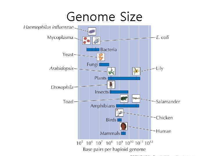 Genome Size 