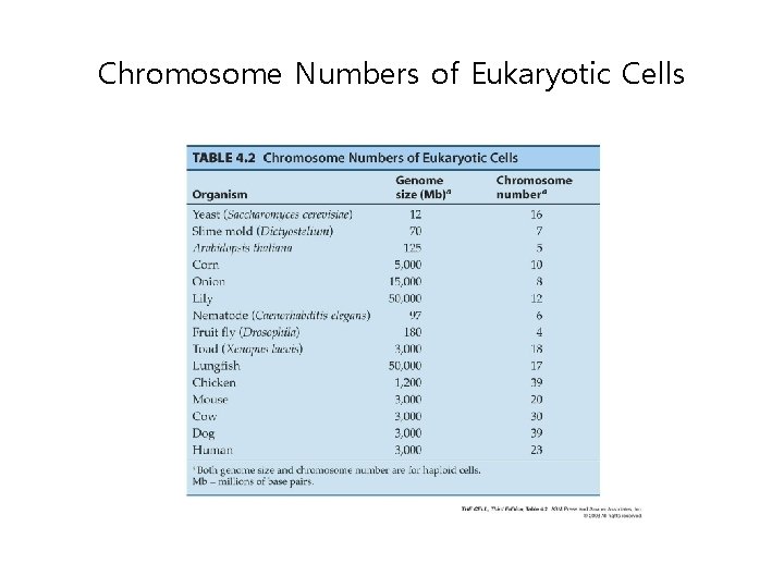 Chromosome Numbers of Eukaryotic Cells 