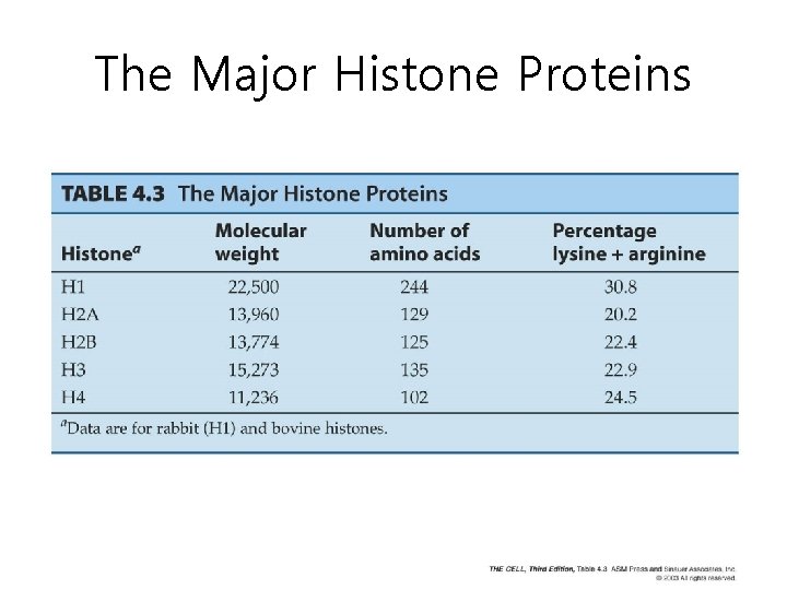 The Major Histone Proteins 