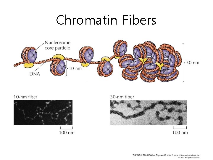 Chromatin Fibers 