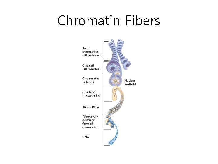 Chromatin Fibers 