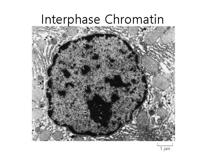 Interphase Chromatin 