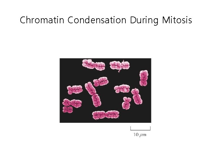 Chromatin Condensation During Mitosis 