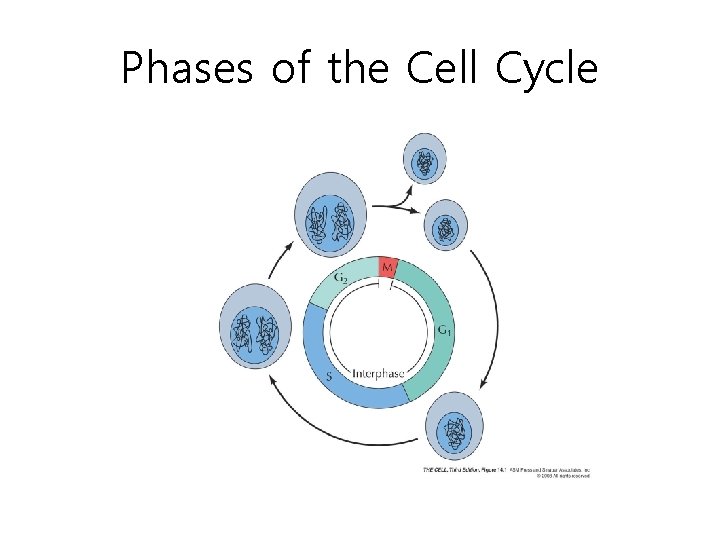 Phases of the Cell Cycle 