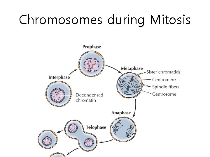 Chromosomes during Mitosis 
