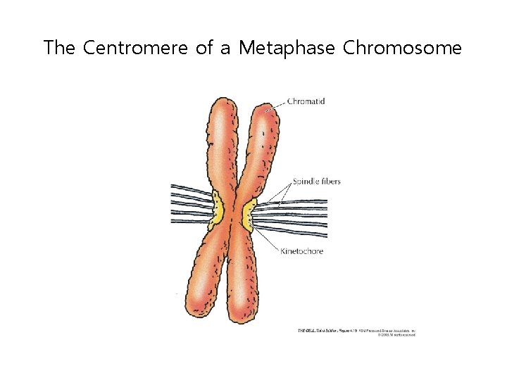 The Centromere of a Metaphase Chromosome 