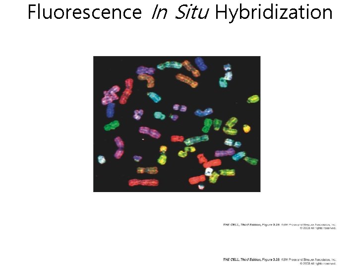 Fluorescence In Situ Hybridization 