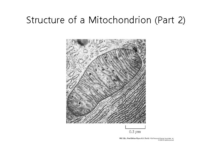 Structure of a Mitochondrion (Part 2) 