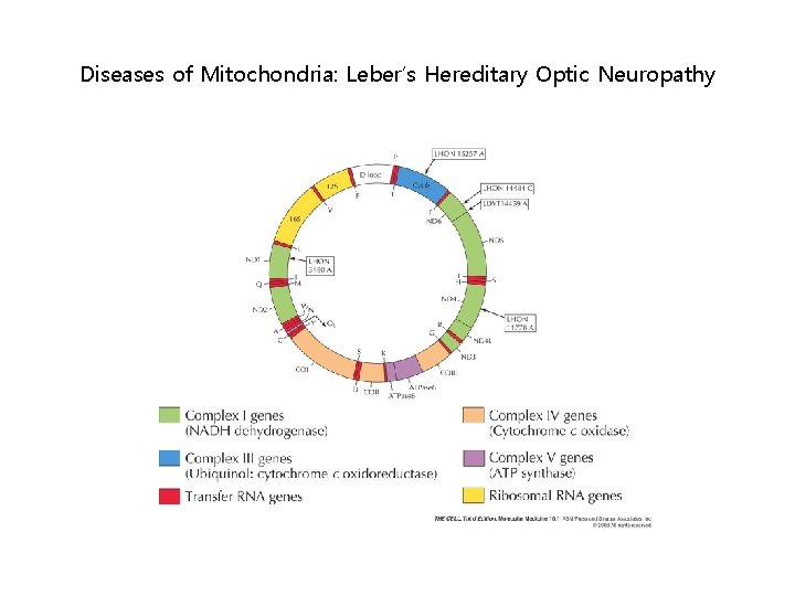 Diseases of Mitochondria: Leber’s Hereditary Optic Neuropathy 