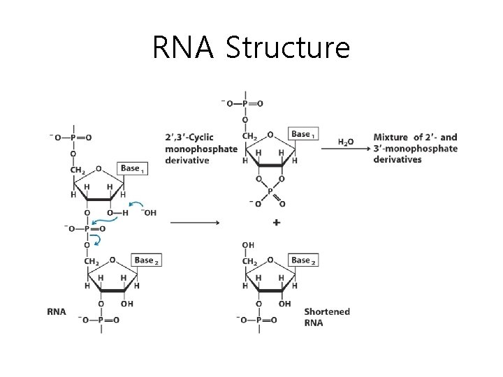RNA Structure 