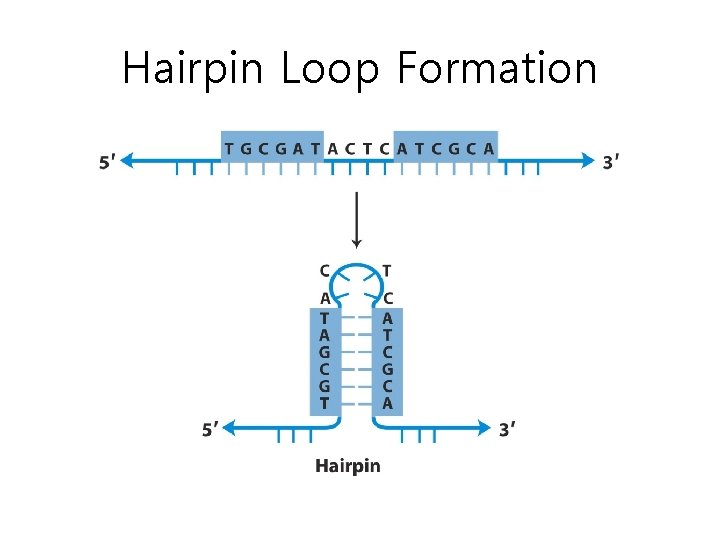 Hairpin Loop Formation 