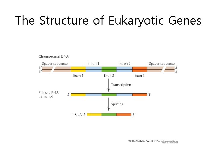 The Structure of Eukaryotic Genes 